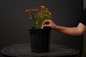 pas de mégots dans les pots